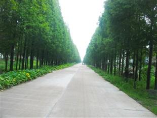 沙洋县五里铺镇龙山村等三条道路通组公.jpg